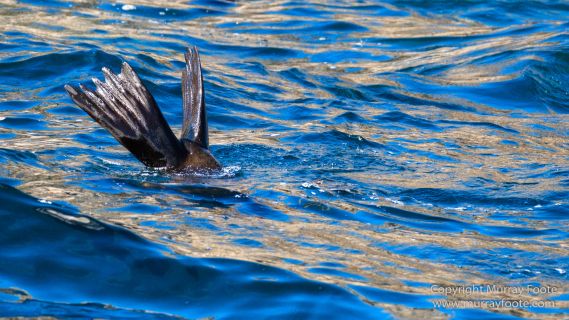 Australia, Fur seal, Ile des Phoques, Ketch, Maria Island, Nature, Photography, Sailing, Schouten Island, seascape, Tasmania, Travel, Wilderness, Wineglass Bay Sail Walk, Yachts