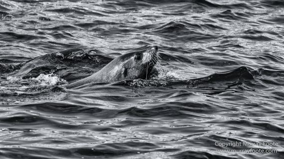Australia, Black and White, Ile des Phoques, Ketch, Landscape, Monochrome, Nature, Photography, Sailing, Tasmania, Travel, Wilderness, Wineglass Bay, Wineglass Bay Sail Walk, Yachts