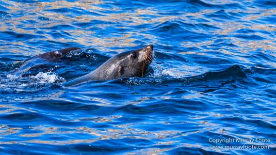 Australia, Fur seal, Ile des Phoques, Ketch, Maria Island, Nature, Photography, Sailing, Schouten Island, seascape, Tasmania, Travel, Wilderness, Wineglass Bay Sail Walk, Yachts