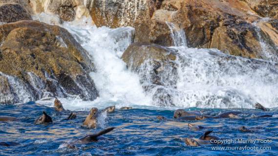 Australia, Fur seal, Ile des Phoques, Ketch, Maria Island, Nature, Photography, Sailing, Schouten Island, seascape, Tasmania, Travel, Wilderness, Wineglass Bay Sail Walk, Yachts