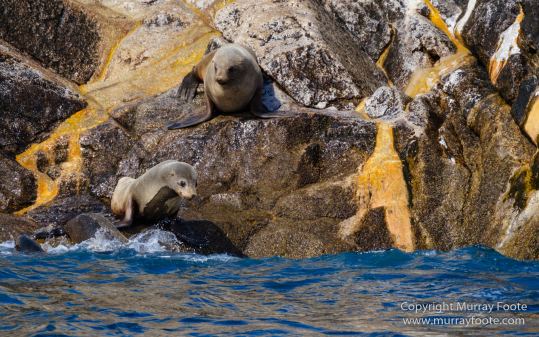 Australia, Fur seal, Ile des Phoques, Ketch, Maria Island, Nature, Photography, Sailing, Schouten Island, seascape, Tasmania, Travel, Wilderness, Wineglass Bay Sail Walk, Yachts