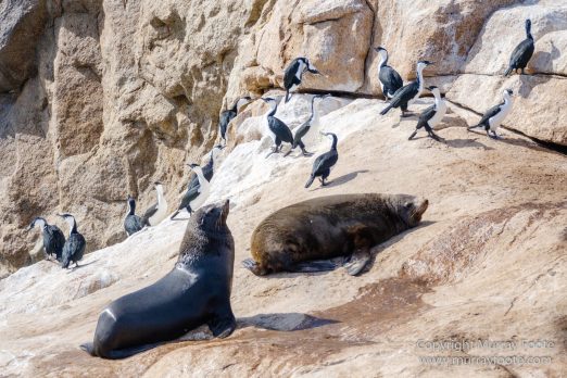 Australia, Fur seal, Ile des Phoques, Ketch, Maria Island, Nature, Photography, Sailing, Schouten Island, seascape, Tasmania, Travel, Wilderness, Wineglass Bay Sail Walk, Yachts