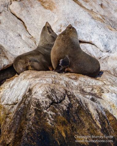 Australia, Fur seal, Ile des Phoques, Ketch, Maria Island, Nature, Photography, Sailing, Schouten Island, seascape, Tasmania, Travel, Wilderness, Wineglass Bay Sail Walk, Yachts