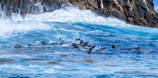 Australia, Fur seal, Ile des Phoques, Ketch, Maria Island, Nature, Photography, Sailing, Schouten Island, seascape, Tasmania, Travel, Wilderness, Wineglass Bay Sail Walk, Yachts