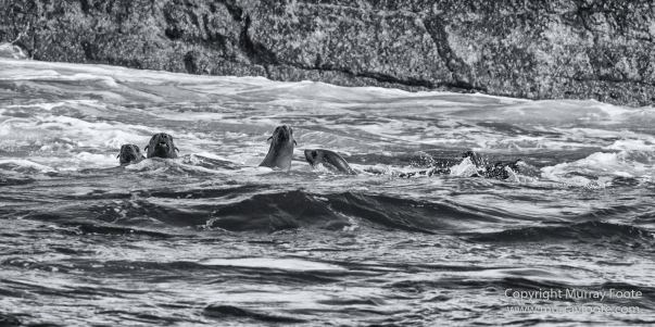 Australia, Black and White, Ile des Phoques, Ketch, Landscape, Monochrome, Nature, Photography, Sailing, Tasmania, Travel, Wilderness, Wineglass Bay, Wineglass Bay Sail Walk, Yachts