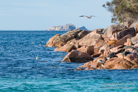 Australia, Freycinet Peninsula, Fur seal, Ketch, Little Tern, Nature, Photography, Sailing, seascape, Tasmania, Travel, Wilderness, Wineglass Bay, Wineglass Bay Sail Walk, Yachts