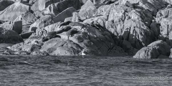 Australia, Black and White, Ile des Phoques, Ketch, Landscape, Monochrome, Nature, Photography, Sailing, Tasmania, Travel, Wilderness, Wineglass Bay, Wineglass Bay Sail Walk, Yachts