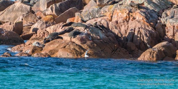 Australia, Freycinet Peninsula, Fur seal, Ketch, Little Tern, Nature, Photography, Sailing, seascape, Tasmania, Travel, Wilderness, Wineglass Bay, Wineglass Bay Sail Walk, Yachts