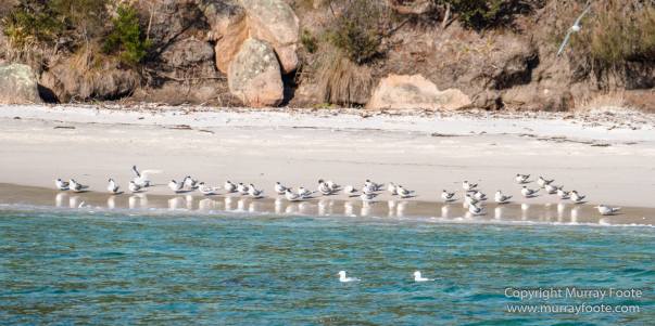 Australia, Freycinet Peninsula, Fur seal, Ketch, Little Tern, Nature, Photography, Sailing, seascape, Tasmania, Travel, Wilderness, Wineglass Bay, Wineglass Bay Sail Walk, Yachts