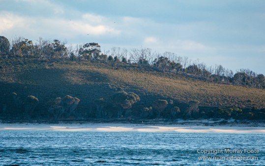 Australia, Freycinet Peninsula, Fur seal, Ketch, Little Tern, Nature, Photography, Sailing, seascape, Tasmania, Travel, Wilderness, Wineglass Bay, Wineglass Bay Sail Walk, Yachts
