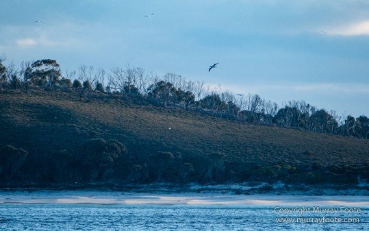 Australia, Freycinet Peninsula, Fur seal, Ketch, Little Tern, Nature, Photography, Sailing, seascape, Tasmania, Travel, Wilderness, Wineglass Bay, Wineglass Bay Sail Walk, Yachts