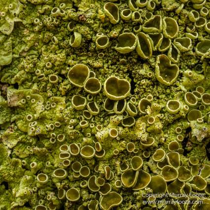 Australia, Birds, Canberra, Cunningham's Skink, Echidna, Flowers, Focus stacking, Kangaroos, Landscape, Macro, Nature, Photography, Travel, Wildlife