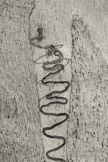 Architecture, Australia, Black and White, Canberra, Landscape, Macro, Monochrome, Nature, Photography, Travel, Wildlife