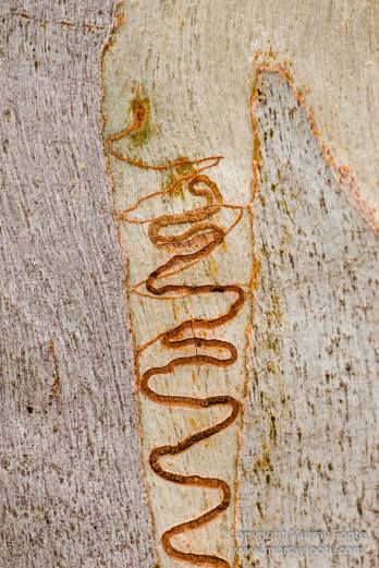 Australia, Birds, Canberra, Cunningham's Skink, Echidna, Flowers, Focus stacking, Kangaroos, Landscape, Macro, Nature, Photography, Travel, Wildlife