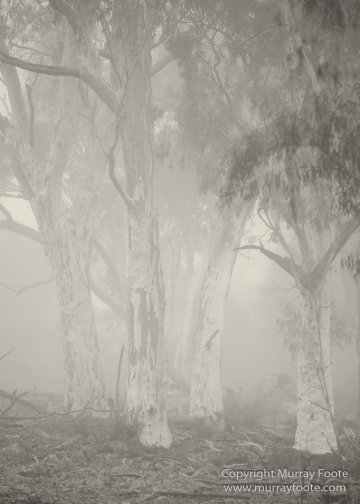 Architecture, Australia, Black and White, Canberra, Landscape, Macro, Monochrome, Nature, Photography, Travel, Wildlife