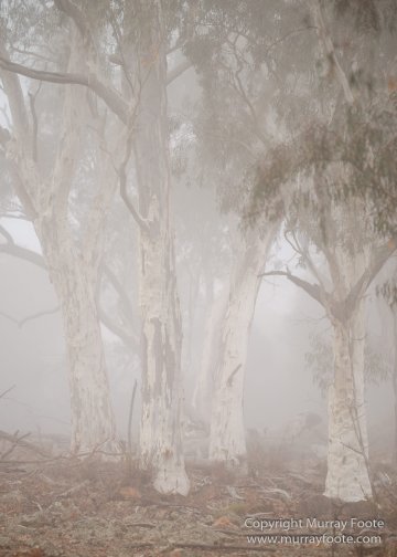 Australia, Birds, Canberra, Cunningham's Skink, Echidna, Flowers, Focus stacking, Kangaroos, Landscape, Macro, Nature, Photography, Travel, Wildlife