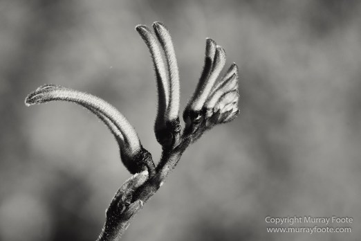 Architecture, Australia, Black and White, Canberra, Landscape, Macro, Monochrome, Nature, Photography, Travel, Wildlife