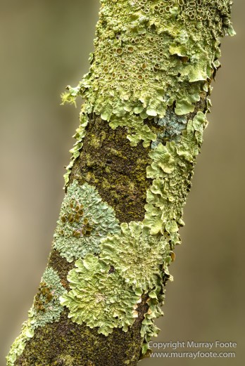 Australia, Birds, Canberra, Cunningham's Skink, Echidna, Flowers, Focus stacking, Kangaroos, Landscape, Macro, Nature, Photography, Travel, Wildlife