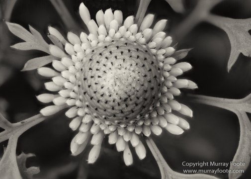 Architecture, Australia, Black and White, Canberra, Landscape, Macro, Monochrome, Nature, Photography, Travel, Wildlife