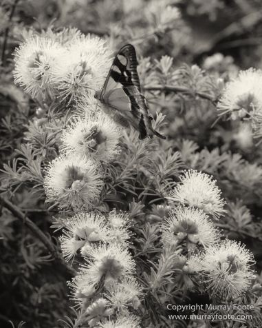 Architecture, Australia, Black and White, Canberra, Landscape, Macro, Monochrome, Nature, Photography, Travel, Wildlife