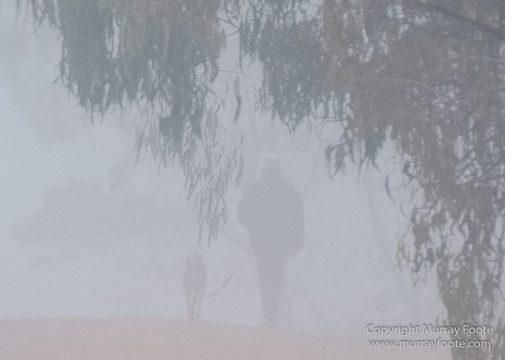 Australia, Birds, Canberra, Cunningham's Skink, Echidna, Flowers, Focus stacking, Kangaroos, Landscape, Macro, Nature, Photography, Travel, Wildlife