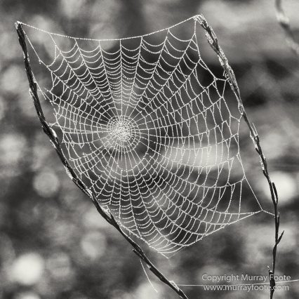 Architecture, Australia, Black and White, Canberra, Landscape, Macro, Monochrome, Nature, Photography, Travel, Wildlife