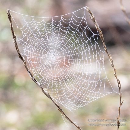 Australia, Birds, Canberra, Cunningham's Skink, Echidna, Flowers, Focus stacking, Kangaroos, Landscape, Macro, Nature, Photography, Travel, Wildlife