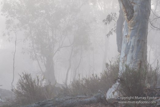 Australia, Birds, Canberra, Cunningham's Skink, Echidna, Flowers, Focus stacking, Kangaroos, Landscape, Macro, Nature, Photography, Travel, Wildlife