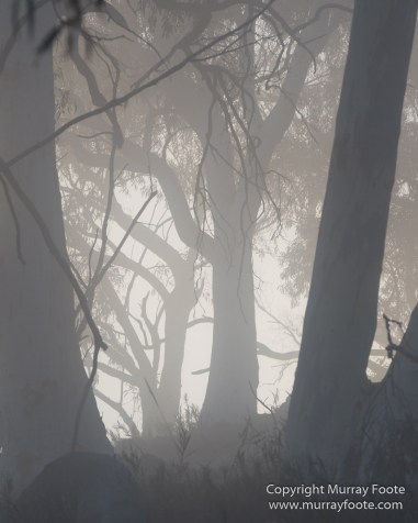 Australia, Birds, Canberra, Cunningham's Skink, Echidna, Flowers, Focus stacking, Kangaroos, Landscape, Macro, Nature, Photography, Travel, Wildlife