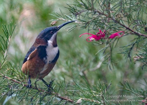 Australia, Birds, Canberra, Cunningham's Skink, Echidna, Flowers, Focus stacking, Kangaroos, Landscape, Macro, Nature, Photography, Travel, Wildlife
