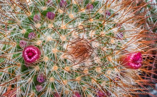 Australia, Birds, Canberra, Cunningham's Skink, Echidna, Flowers, Focus stacking, Kangaroos, Landscape, Macro, Nature, Photography, Travel, Wildlife