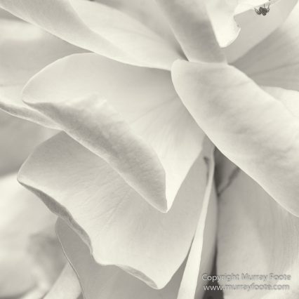 Architecture, Australia, Black and White, Canberra, Landscape, Macro, Monochrome, Nature, Photography, Travel, Wildlife