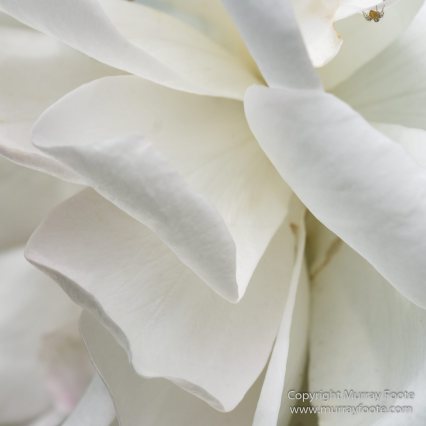 Australia, Birds, Canberra, Cunningham's Skink, Echidna, Flowers, Focus stacking, Kangaroos, Landscape, Macro, Nature, Photography, Travel, Wildlife