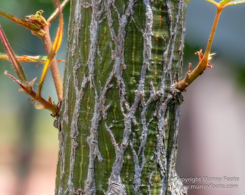 Australia, Birds, Canberra, Cunningham's Skink, Echidna, Flowers, Focus stacking, Kangaroos, Landscape, Macro, Nature, Photography, Travel, Wildlife