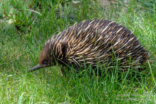 Australia, Birds, Canberra, Cunningham's Skink, Echidna, Flowers, Focus stacking, Kangaroos, Landscape, Macro, Nature, Photography, Travel, Wildlife