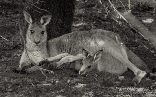 Architecture, Australia, Black and White, Canberra, Landscape, Macro, Monochrome, Nature, Photography, Travel, Wildlife