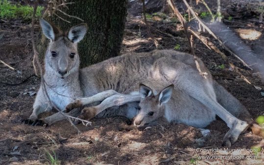 Australia, Birds, Canberra, Cunningham's Skink, Echidna, Flowers, Focus stacking, Kangaroos, Landscape, Macro, Nature, Photography, Travel, Wildlife