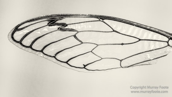 Architecture, Australia, Black and White, Canberra, Landscape, Macro, Monochrome, Nature, Photography, Travel, Wildlife