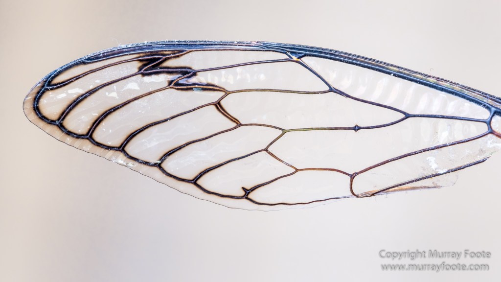 Australia, Birds, Canberra, Cunningham's Skink, Echidna, Flowers, Focus stacking, Kangaroos, Landscape, Macro, Nature, Photography, Travel, Wildlif