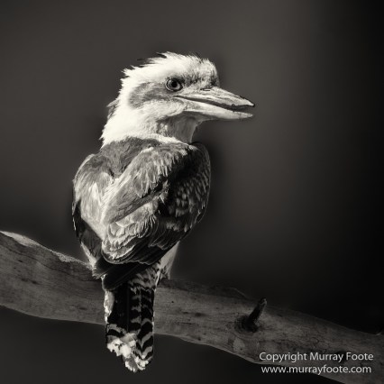 Architecture, Australia, Black and White, Canberra, Landscape, Macro, Monochrome, Nature, Photography, Travel, Wildlife