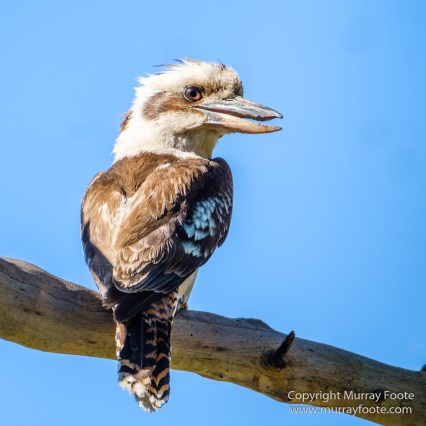 Australia, Birds, Canberra, Cunningham's Skink, Echidna, Flowers, Focus stacking, Kangaroos, Landscape, Macro, Nature, Photography, Travel, Wildlife
