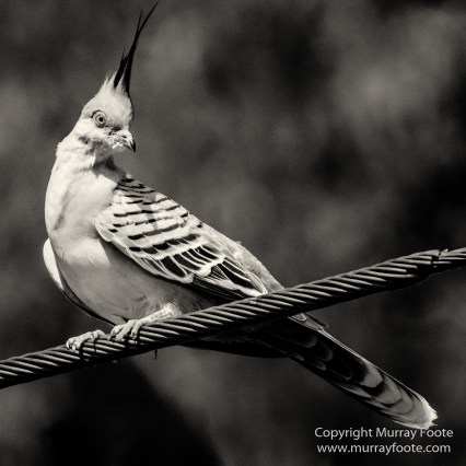 Architecture, Australia, Black and White, Canberra, Landscape, Macro, Monochrome, Nature, Photography, Travel, Wildlife