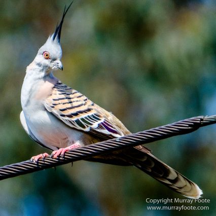 Australia, Birds, Canberra, Cunningham's Skink, Echidna, Flowers, Focus stacking, Kangaroos, Landscape, Macro, Nature, Photography, Travel, Wildlife