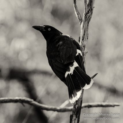Architecture, Australia, Black and White, Canberra, Landscape, Macro, Monochrome, Nature, Photography, Travel, Wildlife