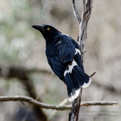 Australia, Birds, Canberra, Cunningham's Skink, Echidna, Flowers, Focus stacking, Kangaroos, Landscape, Macro, Nature, Photography, Travel, Wildlife