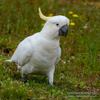 Australia, Birds, Canberra, Cunningham's Skink, Echidna, Flowers, Focus stacking, Kangaroos, Landscape, Macro, Nature, Photography, Travel, Wildlife