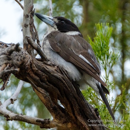 Australia, Birds, Canberra, Cunningham's Skink, Echidna, Flowers, Focus stacking, Kangaroos, Landscape, Macro, Nature, Photography, Travel, Wildlife