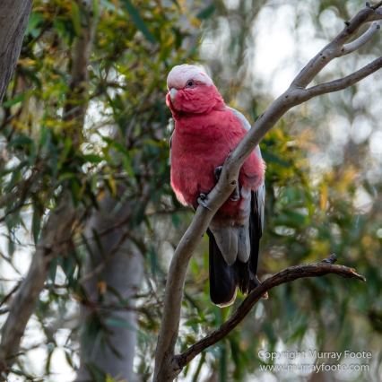 Australia, Birds, Canberra, Cunningham's Skink, Echidna, Flowers, Focus stacking, Kangaroos, Landscape, Macro, Nature, Photography, Travel, Wildlife