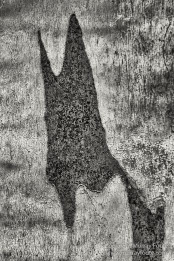 Architecture, Australia, Black and White, Canberra, Landscape, Macro, Monochrome, Nature, Photography, Travel, Wildlife