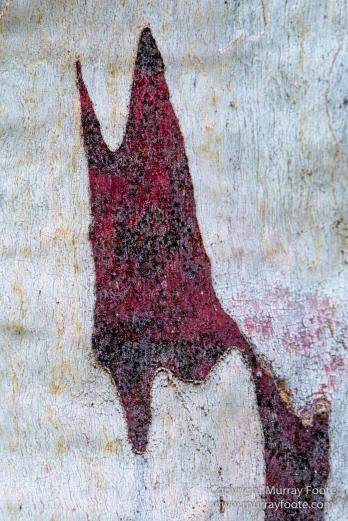 Australia, Birds, Canberra, Cunningham's Skink, Echidna, Flowers, Focus stacking, Kangaroos, Landscape, Macro, Nature, Photography, Travel, Wildlife